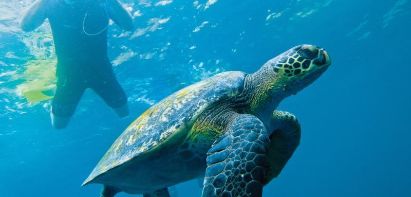 图为一只海龟和潜水员在Galápagos 